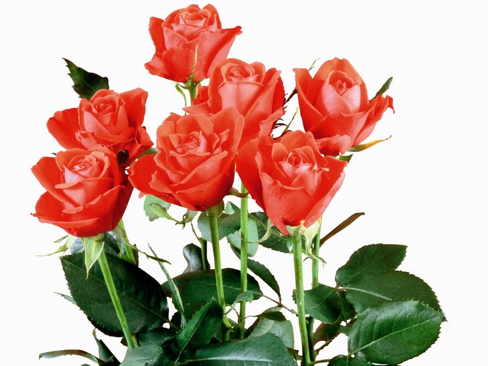 A bouquet of coral roses