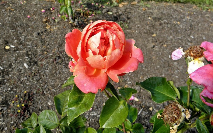 Close-up of a blooming coral rose in a garden