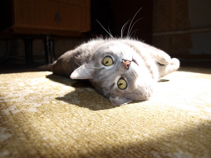 A gray cat lies on its back on a carpet