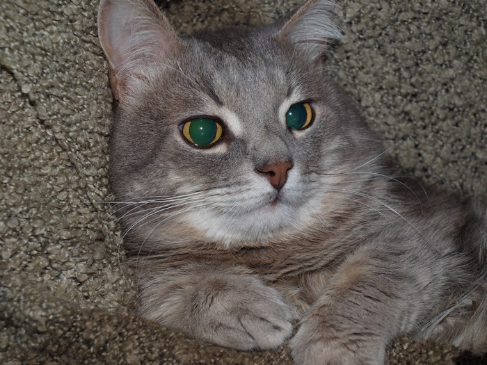 A gray tabby cat with green eyes