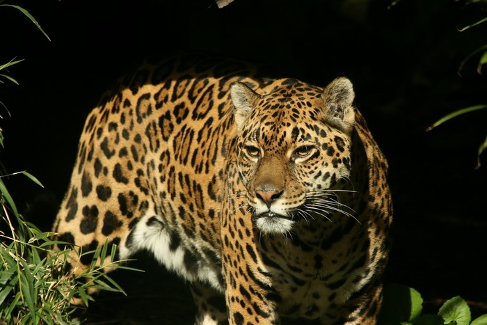 Jaguar in dark jungle with sunlight