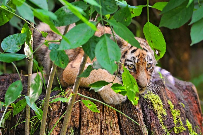 Tiger cub resting on a tree stump