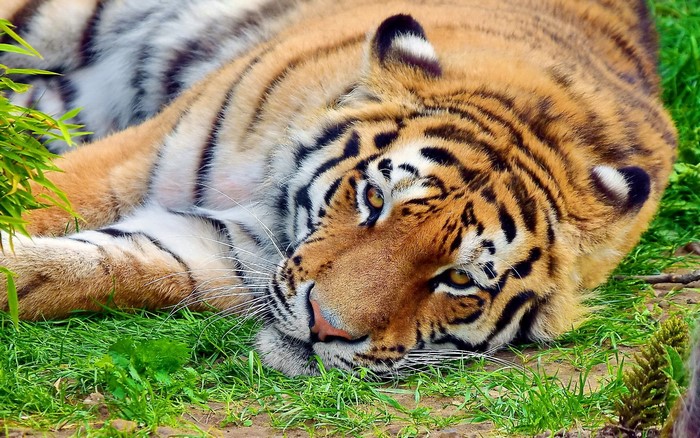 Tiger lying on grass