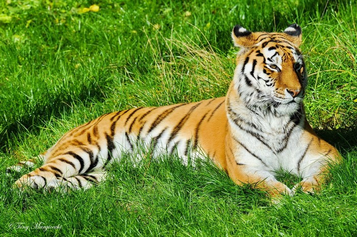Tiger lying in green grass