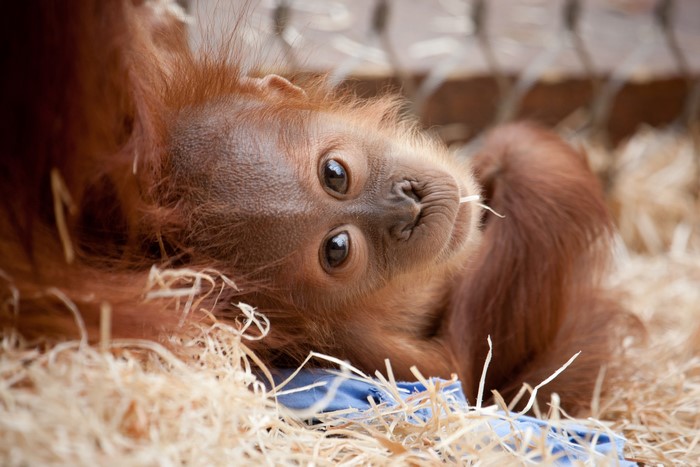 Baby orangutan lying in straw