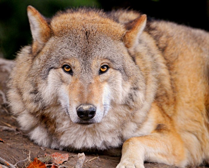 Close-up of a wolf lying down
