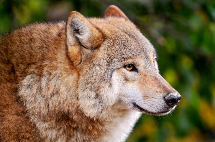 Close-up of a wolf's head