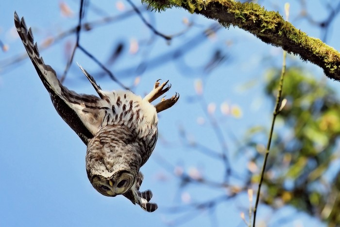Barred owl in flight against blue sky