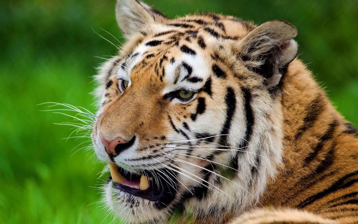 Close-up of a tiger's face