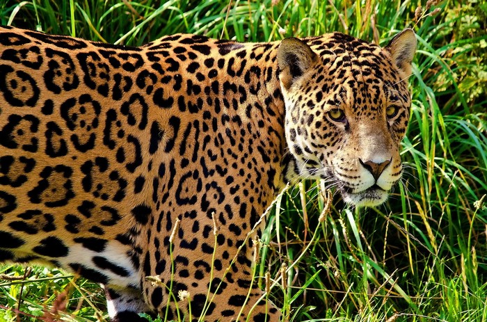 Jaguar in tall green grass