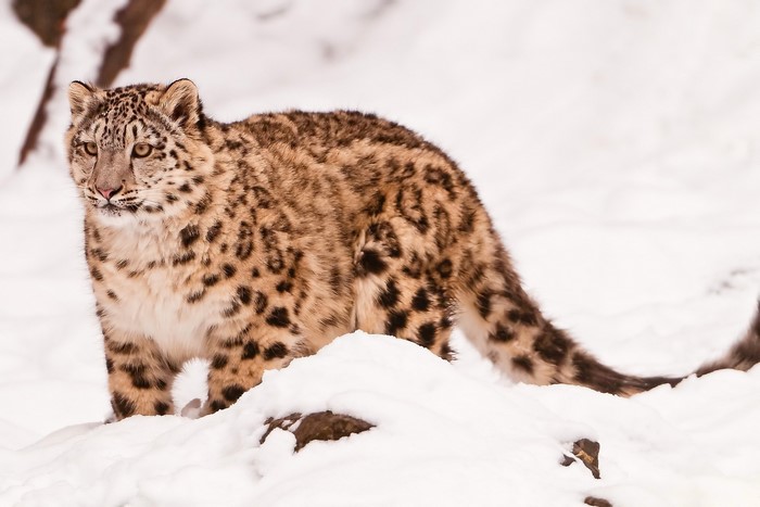 Snow leopard in the snow