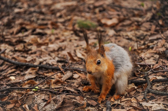 A squirrel sits on the forest floor among fallen leaves