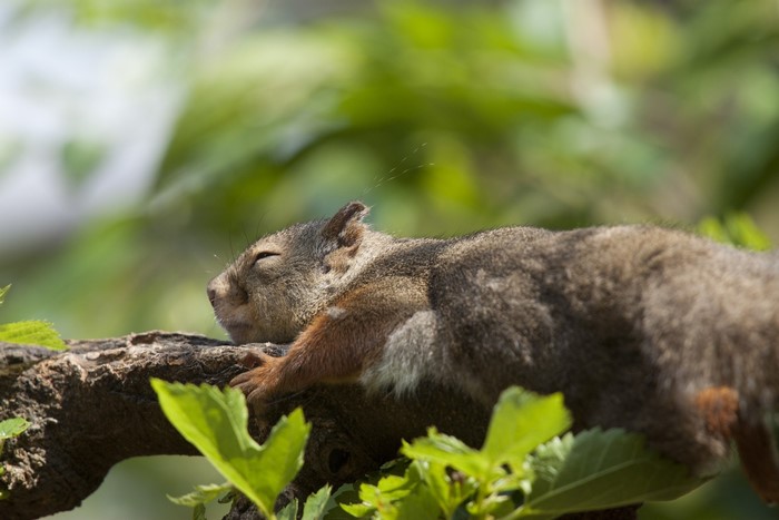 Squirrel sleeping on a tree branch