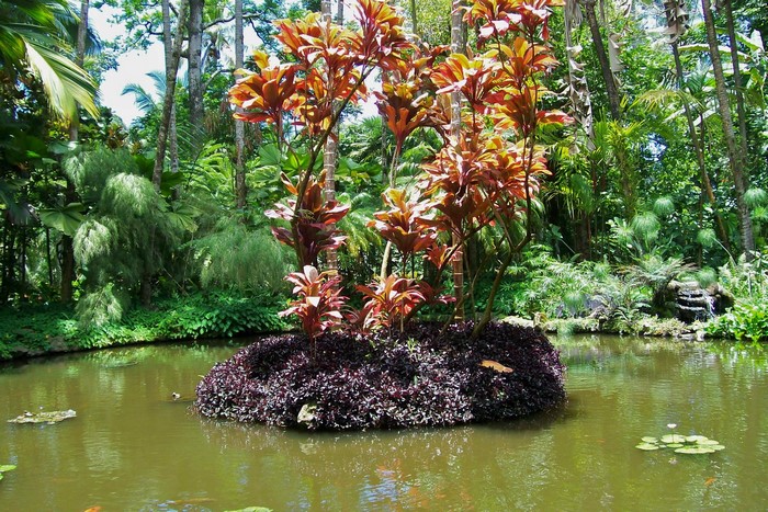 Tropical pond with colorful plants and waterfall