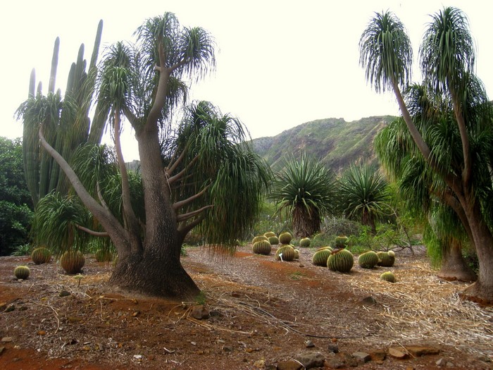 Botanical Garden with Cacti and Trees