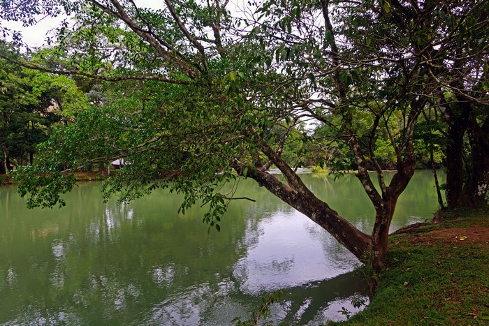Tree branches over a calm green river