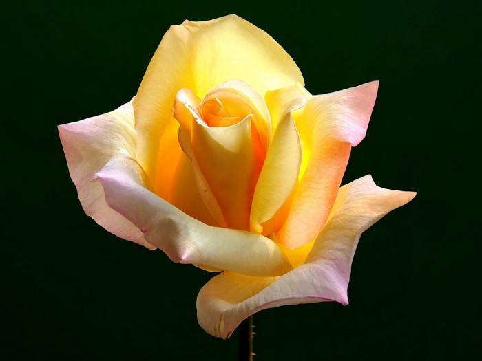 Yellow and pink rose with dark green background