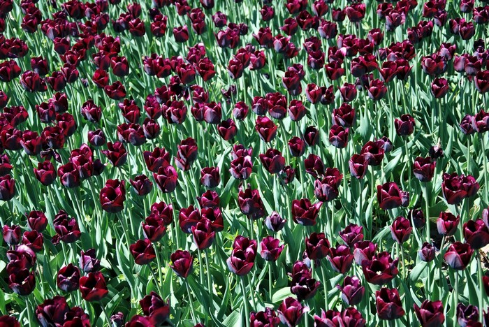 Field of dark red tulips