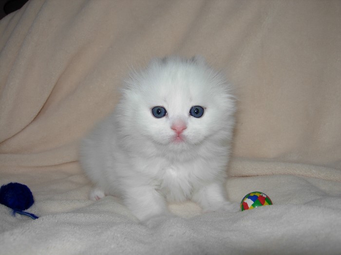 White Scottish Fold Kitten with Blue Eyes and Toys