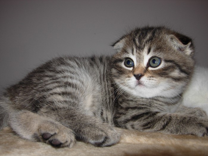 Scottish Fold kitten with tabby markings