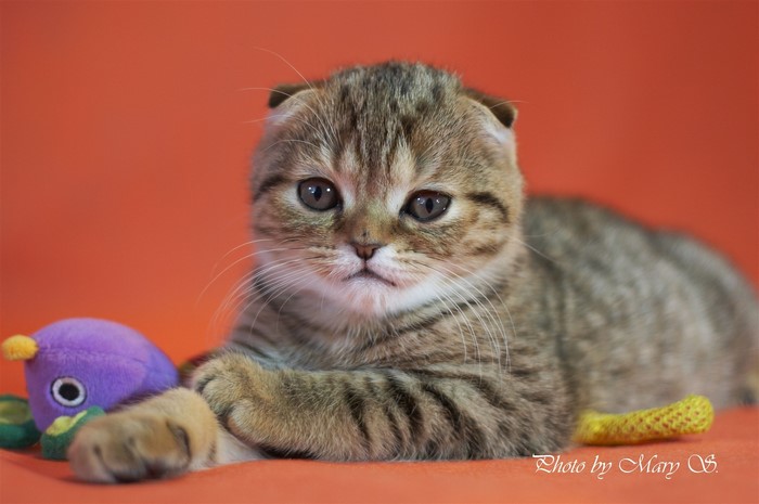 Scottish Fold kitten with toys