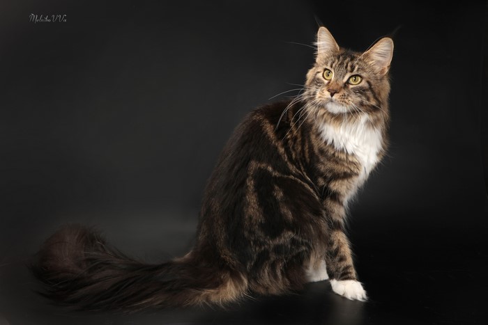Maine Coon Cat