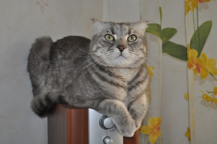 A grey tabby cat sitting on a speaker