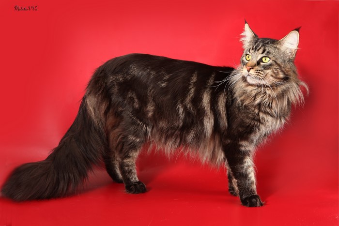 Maine Coon Cat on Red Background