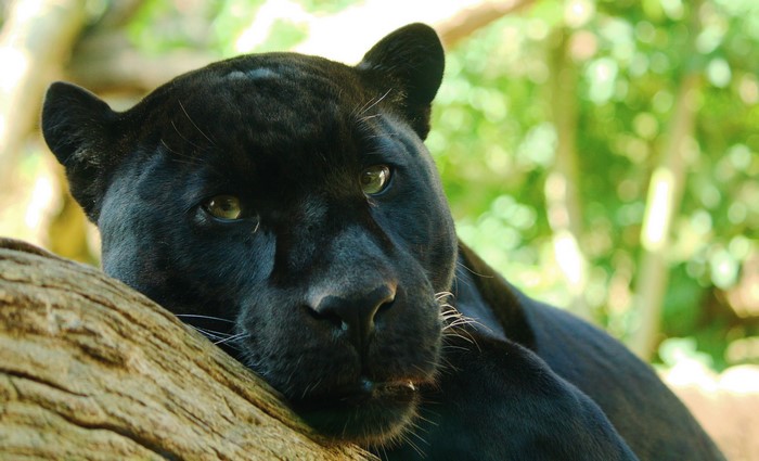 Black Panther resting on a tree branch