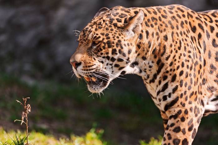 Jaguar with open mouth