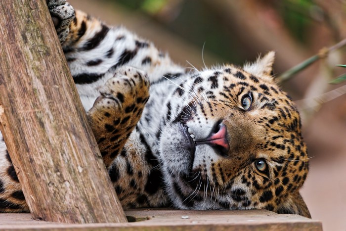 Jaguar lying on wooden platform