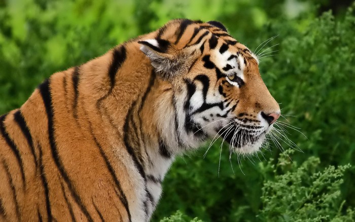 Tiger in a green forest