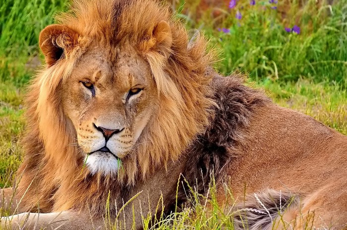 A male lion with a mane lying in grass
