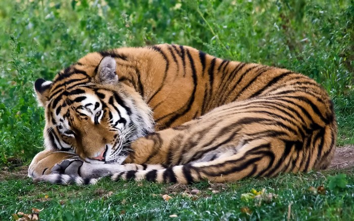 Tiger sleeping on grass