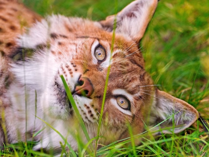 Lynx lying in green grass