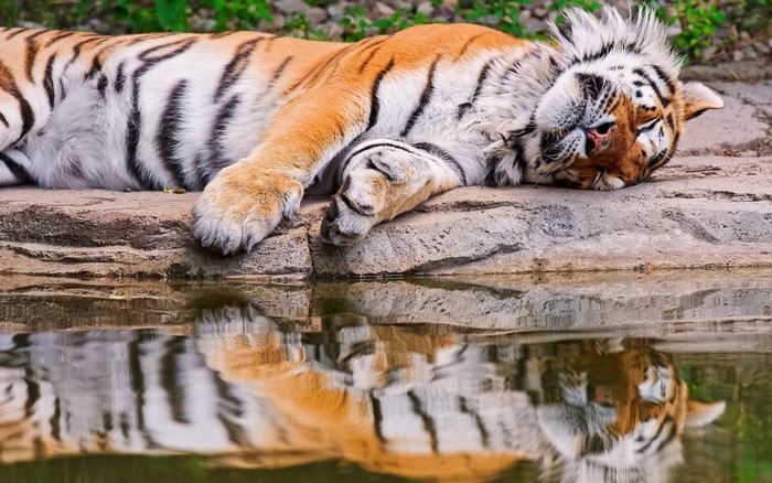 Tiger sleeping on a rock by the water