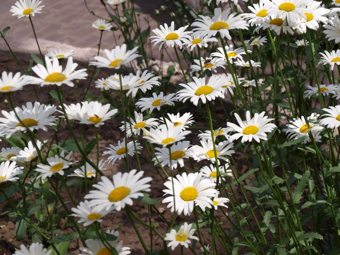 Field of white daisies with yellow centers