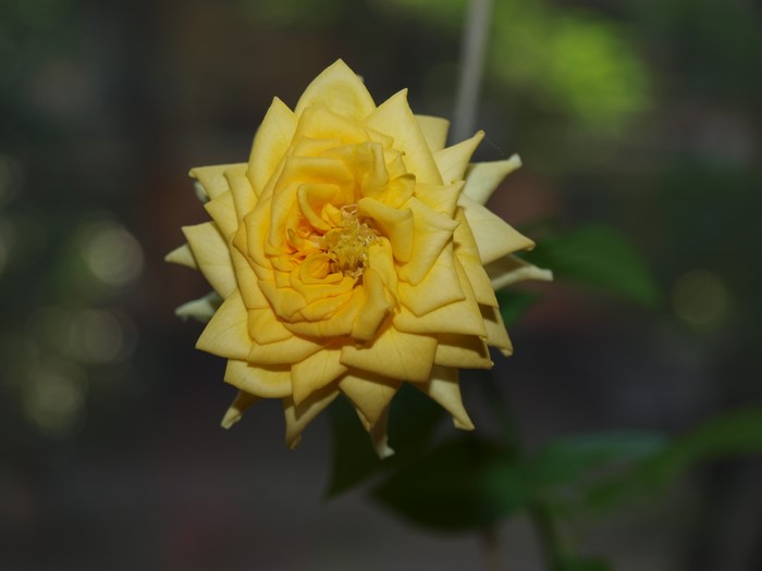 Yellow rose in bloom