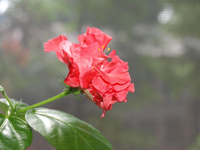 Red double hibiscus flower on a stem
