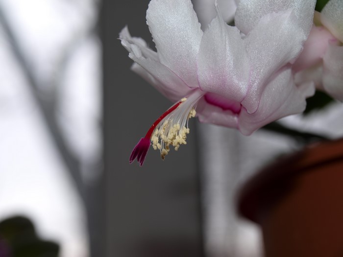 Close-up of a white Christmas cactus flower