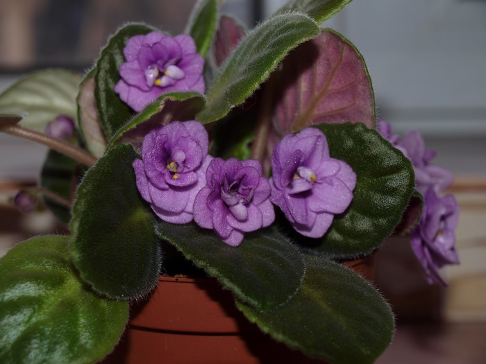 African violets in a pot