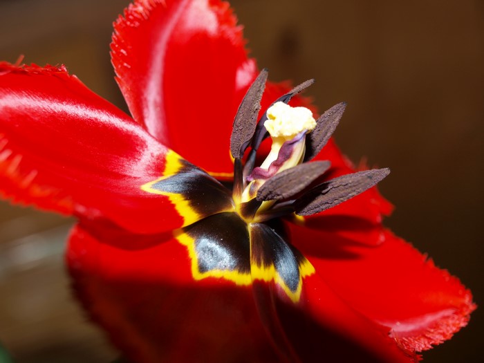 Close-up of a red tulip flower