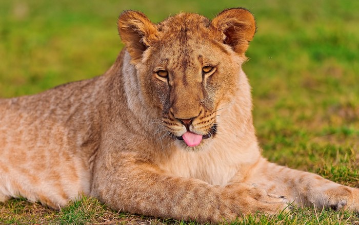 Lion cub sticking its tongue out