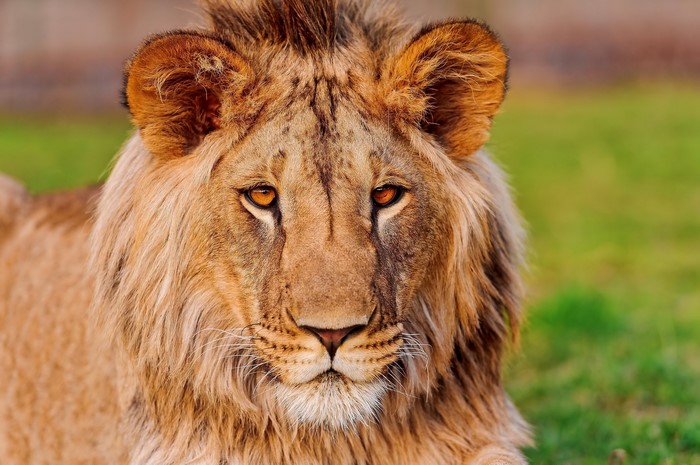Close-up of a male lion's face