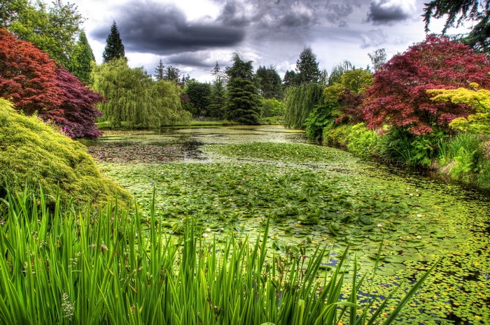 Garden pond with lily pads and colorful trees