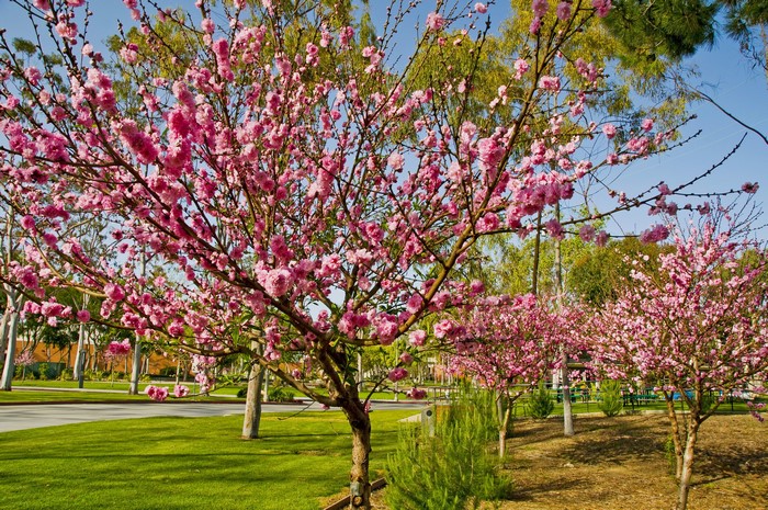 Pink flowering trees in a garden in California, USA