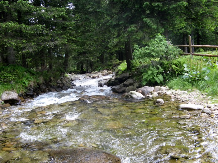 A river flows through a dense forest with a wooden fence.