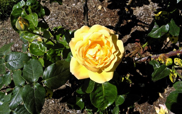 Yellow rose in bloom with a bud