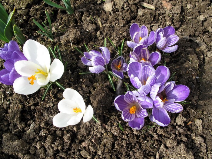 Purple and white crocuses blooming in soil