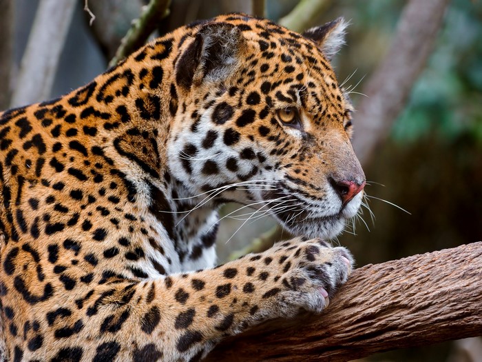Jaguar perched on a tree branch